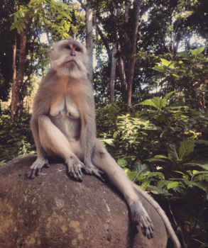 Bali - Ubud 🐒