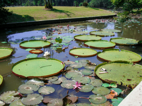 Java - bandungs pracht