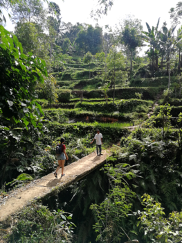 Lombok - Tussen de rijstvelden van Lombok