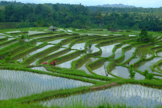 Bali - Rijstterassen van Jatiluwih
