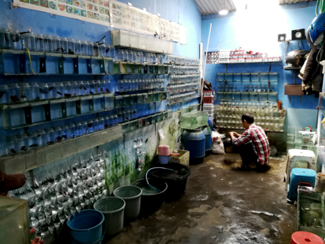 Java - Viswinkel op Java (voornamelijk guppies is potjes)