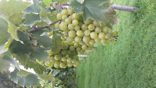 Bali - Hatten Wijngaarden