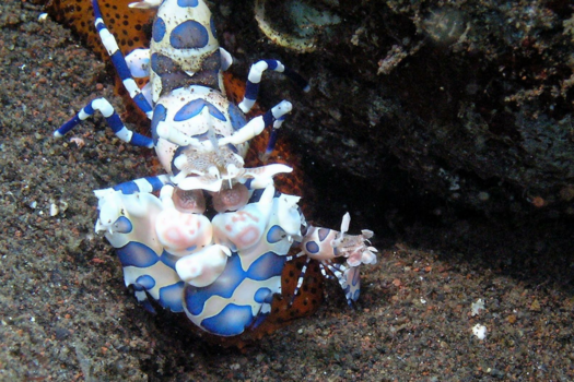 Bali - Harlekijnkrabjes
