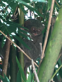 Manado - Monkeys @manado, look like gremlins