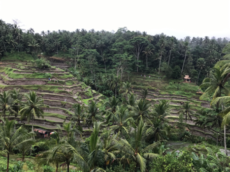 Bali - Rijstvelden Bali