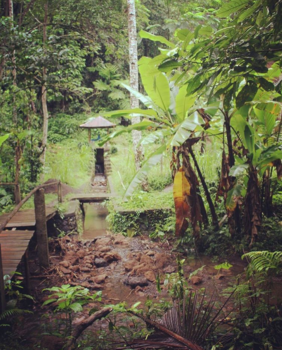 Bali - Jungle hike