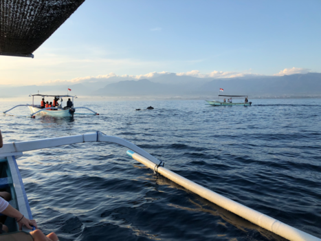 Lovina - Met de boot Nasr de dolfijnen