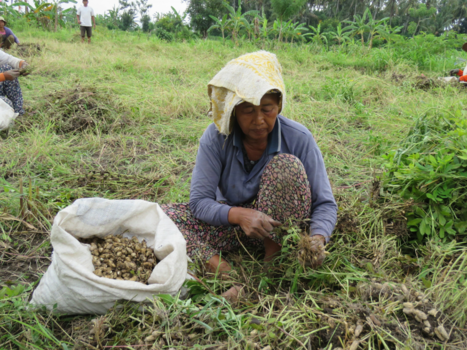 Bali - Pinda's opgraven