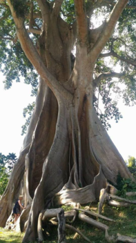 Bali - Imposante oude boom. Links onder sta ik.