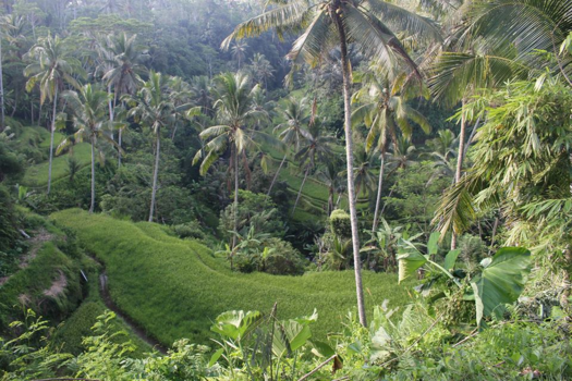 Bali - Rijstvelden