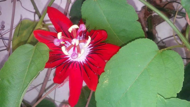 Bali - De mooiste bloemen in de vrije natuur.