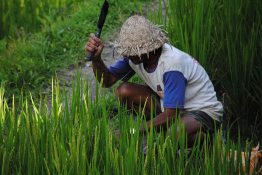Bali - Tuinman aan het werk op de rijstvelden