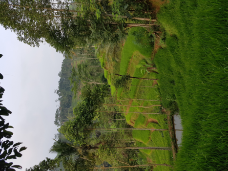 Rondreis Bali & Java - Ricefield