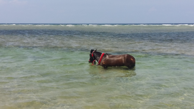 Rondreis Bali & Lombok - Koetspaard van Gili Trawangan geniet van een vrije dag.