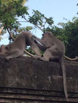 Rondreis Bali - Dit kan even pijn doen sorry
