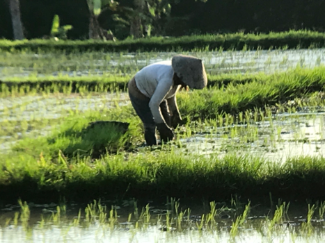 Bali - In het rijstveld