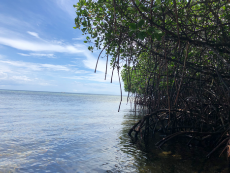 Bali - Mangrove Lembogan Bali