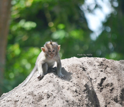 Bali - Monkeyforest