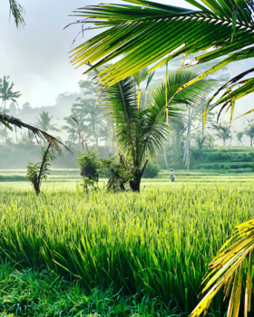 Bali - The ultimate Bali