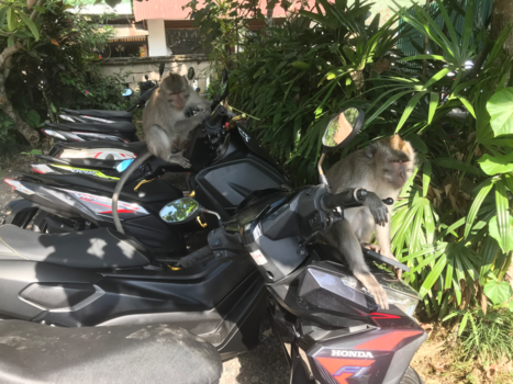 Bali - Monkey business