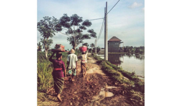 Bali - Daily life on the feelds