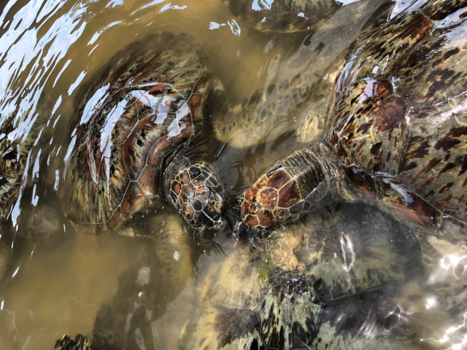 Bali - Turtle island