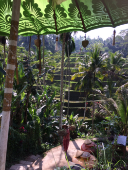 Bali - Balinese vrouw in rijstveld bij Ubud