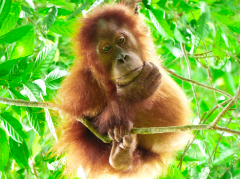 Sumatra - Oran oetan