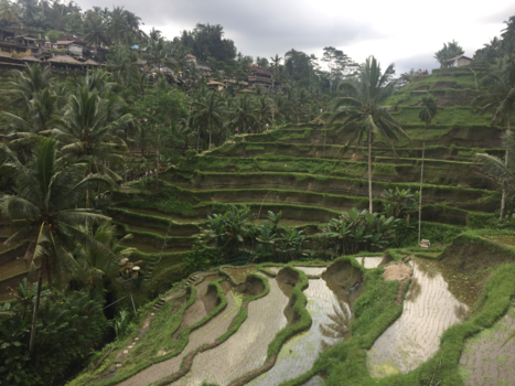 Bali - De mooie en rustgevende rijstvelden van Bali