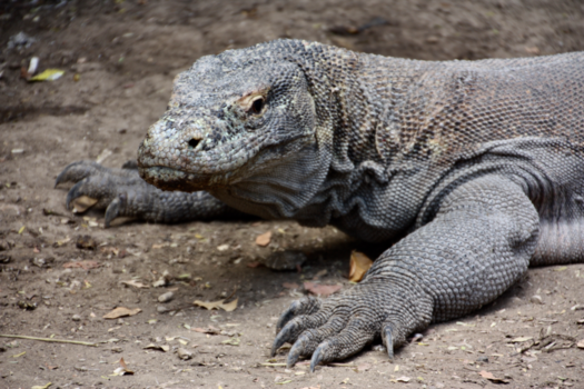 Flores - Komodovaraan!