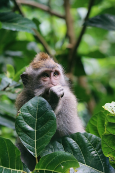 Bali - Oog in oog met de bewoners van Bali