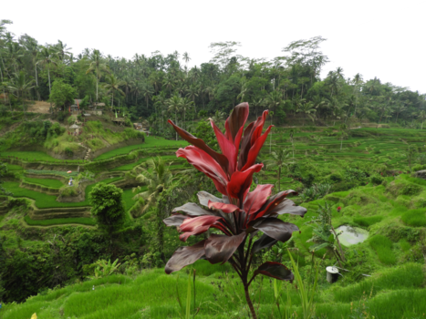 Bali - Ubud, Tegalalang Rice Field Bali Indonesia.