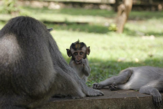 Bali - Brutaal Aapje