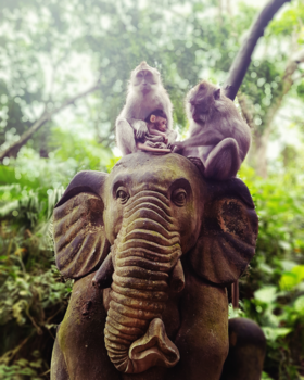 Ubud - Monkey Family Ubud