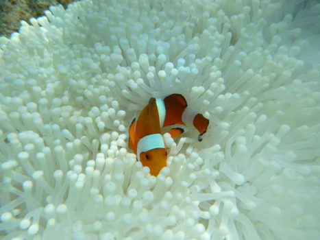 Nusa Lembongan - Found nemo!