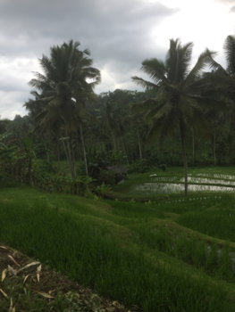 Bali - de rijstvelden.