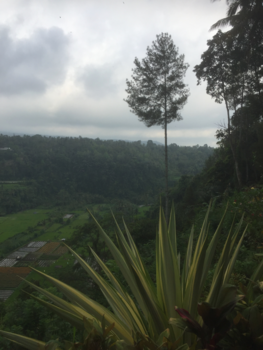 Bali - de rijstvelden.