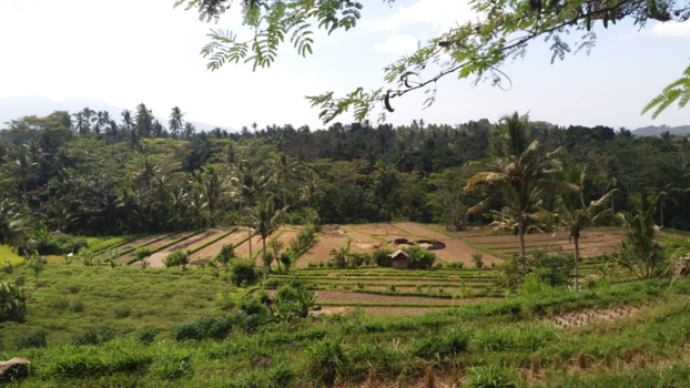 Bali - Rijstvelden in de omgeving Candidasa