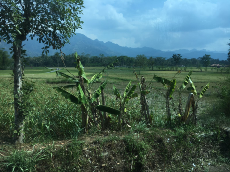 Rondreis Bali & Java - Java oostelijk deel