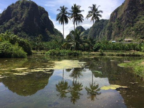Sulawesi - Ramang ramang Sulawesi