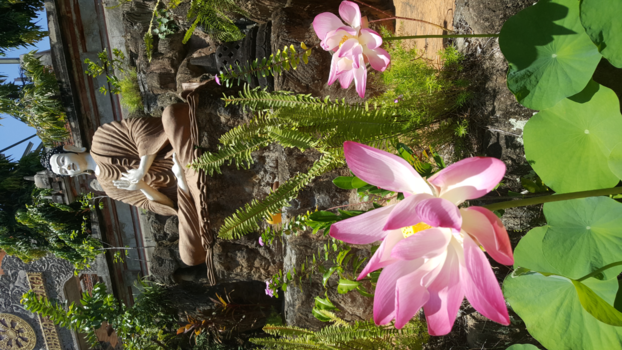 Rondreis Bali - Heilige lotus