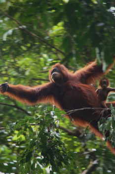 Sumatra - Moeder en kind