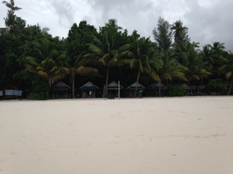 Molukken - Palmtrees