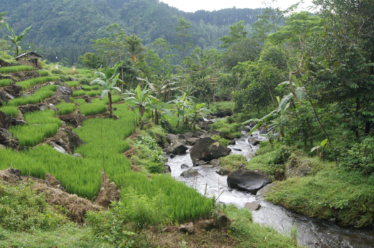 Java - Oase van rust en groen