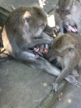 Bali - Monkey Forrest Ubud