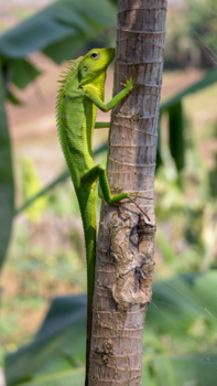 Java - Reptiel op Java