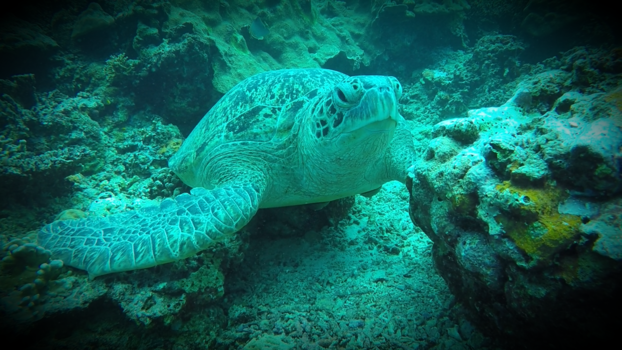 Gili-eilanden - Ocean life