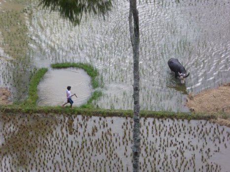 Tana Toraja - Man met buffel in de reistvelden