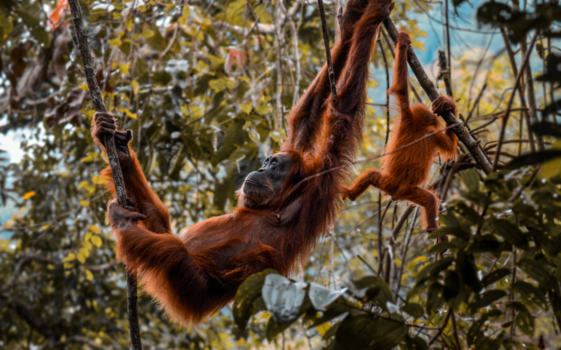 Sumatra - Persoonlijke ontmoeting met moeder en kind in de jungle van Sumatra!