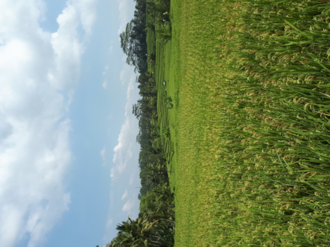 Bali - Rijstvelden mountainbike tour Bali